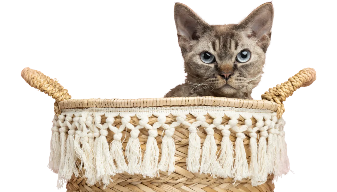 Yarn-Bear-Blogs
